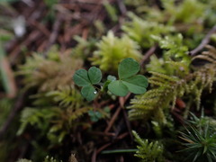 Trifolium dubium