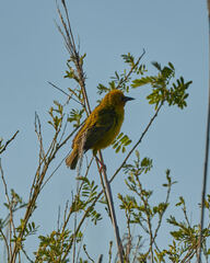 Ploceus capensis