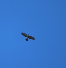Accipiter melanoleucus