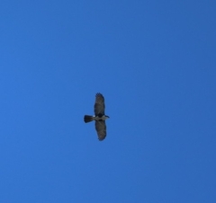 Accipiter melanoleucus