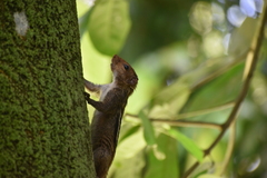 Funambulus tristriatus