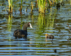 Fulica cristata