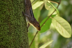 Funambulus tristriatus