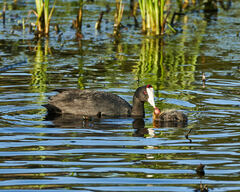 Fulica cristata