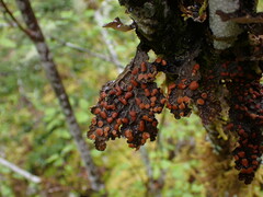Lobaria anthraspis