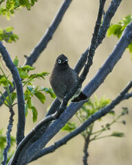 Pycnonotus capensis