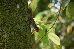 Funambulus tristriatus