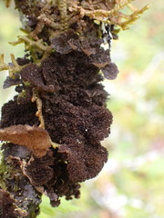 Sticta fuliginosa