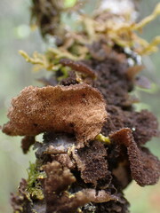Sticta fuliginosa