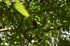 Glaucidium radiatum
