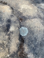 Protoparmeliopsis muralis