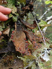 Lobaria anthraspis