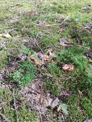 Diphasiastrum complanatum