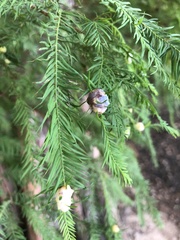 Taxodiomyia