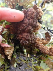 Lobaria anthraspis