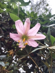 Passiflora tarminiana