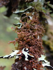 Frullania