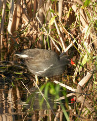 Gallinula chloropus meridionalis