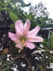 Passiflora tarminiana