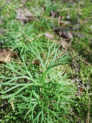 Diphasiastrum complanatum