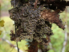 Pseudocyphellaria