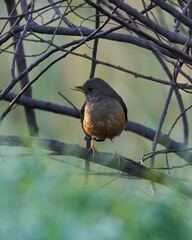 Turdus olivaceus olivaceus