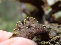 Pseudocyphellaria