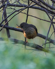 Turdus olivaceus olivaceus