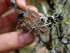 Lobaria anomala