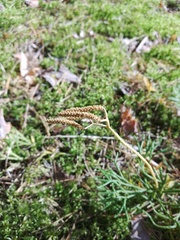 Diphasiastrum complanatum