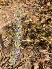 Trichostema lanceolatum