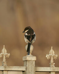 Lanius collaris collaris