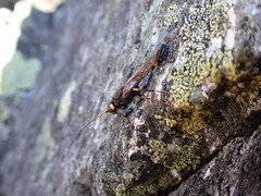 Urocerus flavicornis