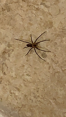 Loxosceles reclusa