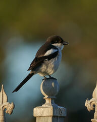 Lanius collaris collaris