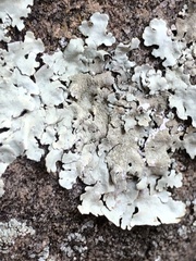 Myelochroa aurulenta