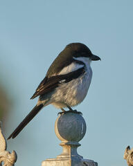 Lanius collaris collaris