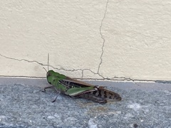 Locusta migratoria
