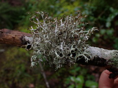 Platismatia stenophylla