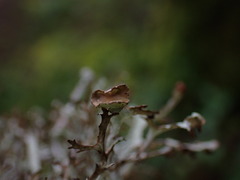 Platismatia stenophylla