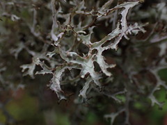 Platismatia stenophylla