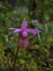 Calypso bulbosa occidentalis