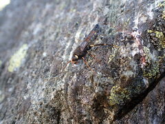 Urocerus flavicornis