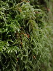 Pseudisothecium myosuroides