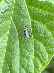 Condylostylus longicornis