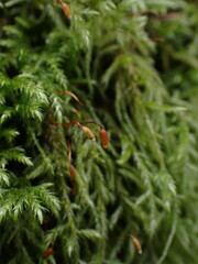 Pseudisothecium myosuroides