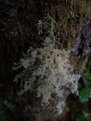 Sphaerophorus tuckermanii