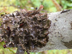 Peltigera collina