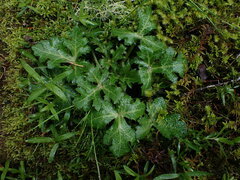 Sanicula crassicaulis