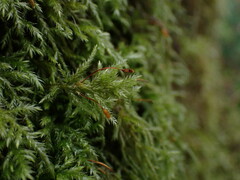 Pseudisothecium myosuroides